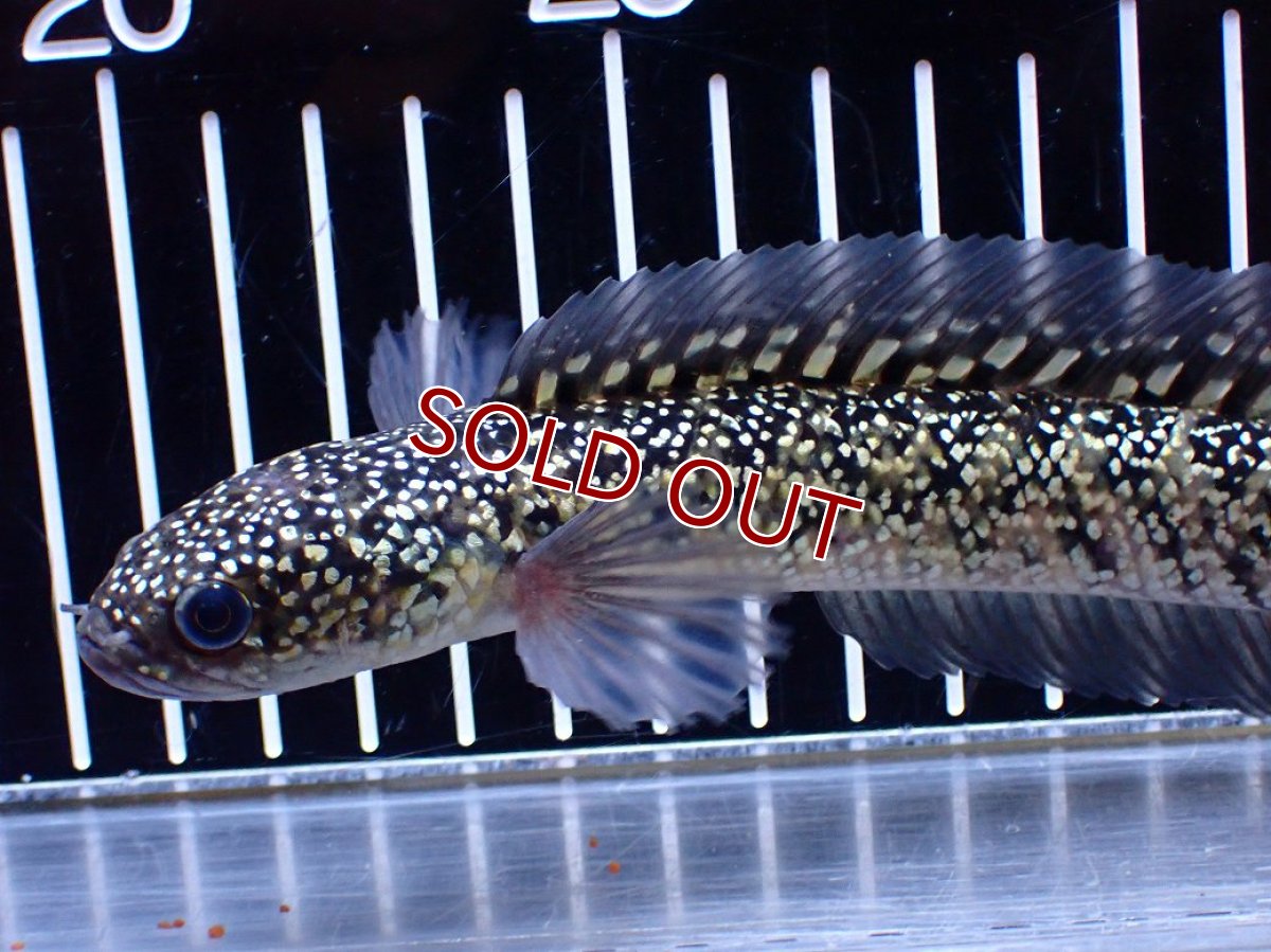 画像5: 【淡水魚】【通販】激レア No2 金天目(Gold tenmoku)【個体販売】(±18cm)(大型魚・スネークヘッド)(生体)(熱帯魚)NKO (5)