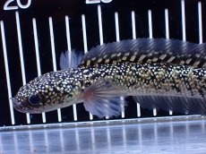 画像5: 【淡水魚】【通販】激レア No2 金天目(Gold tenmoku)【個体販売】(±18cm)(大型魚・スネークヘッド)(生体)(熱帯魚)NKO (5)