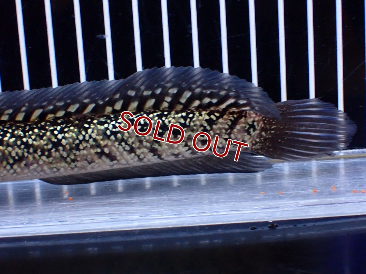 画像6: 【淡水魚】【通販】激レア No2 金天目(Gold tenmoku)【個体販売】(±18cm)(大型魚・スネークヘッド)(生体)(熱帯魚)NKO (6)
