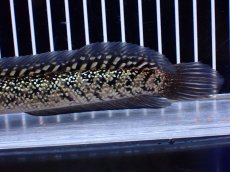 画像6: 【淡水魚】【通販】激レア No2 金天目(Gold tenmoku)【個体販売】(±18cm)(大型魚・スネークヘッド)(生体)(熱帯魚)NKO (6)