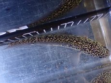 画像7: 【淡水魚】【通販】激レア No2 金天目(Gold tenmoku)【個体販売】(±18cm)(大型魚・スネークヘッド)(生体)(熱帯魚)NKO (7)