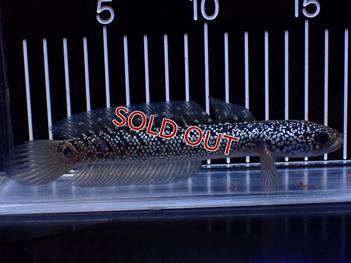 画像1: 【淡水魚】【通販】激レア No1 藍天目(Blue tenmoku)【個体販売】(±15cm)(大型魚・スネークヘッド)(生体)(熱帯魚)NKO (1)