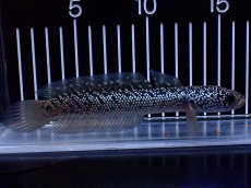 画像1: 【淡水魚】【通販】激レア No1 藍天目(Blue tenmoku)【個体販売】(±15cm)(大型魚・スネークヘッド)(生体)(熱帯魚)NKO (1)