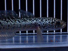 画像2: 【淡水魚】【通販】激レア No1 藍天目(Blue tenmoku)【個体販売】(±15cm)(大型魚・スネークヘッド)(生体)(熱帯魚)NKO (2)
