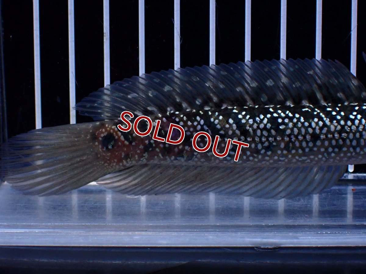 画像3: 【淡水魚】【通販】激レア No1 藍天目(Blue tenmoku)【個体販売】(±15cm)(大型魚・スネークヘッド)(生体)(熱帯魚)NKO (3)
