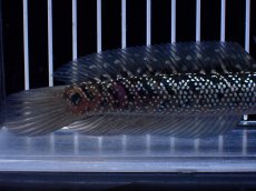 画像3: 【淡水魚】【通販】激レア No1 藍天目(Blue tenmoku)【個体販売】(±15cm)(大型魚・スネークヘッド)(生体)(熱帯魚)NKO (3)