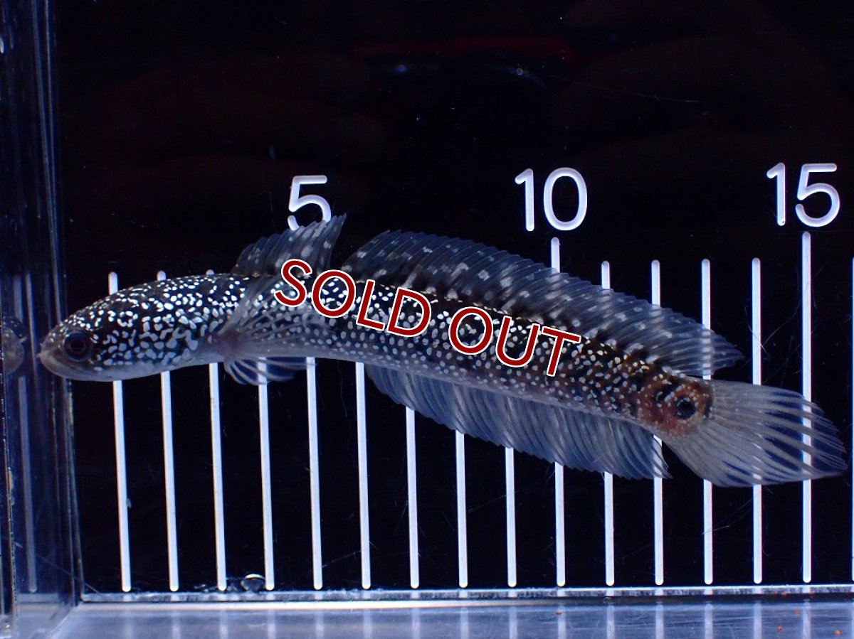 画像4: 【淡水魚】【通販】激レア No1 藍天目(Blue tenmoku)【個体販売】(±15cm)(大型魚・スネークヘッド)(生体)(熱帯魚)NKO (4)