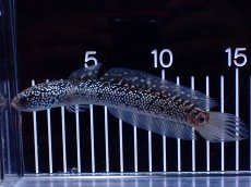 画像4: 【淡水魚】【通販】激レア No1 藍天目(Blue tenmoku)【個体販売】(±15cm)(大型魚・スネークヘッド)(生体)(熱帯魚)NKO (4)