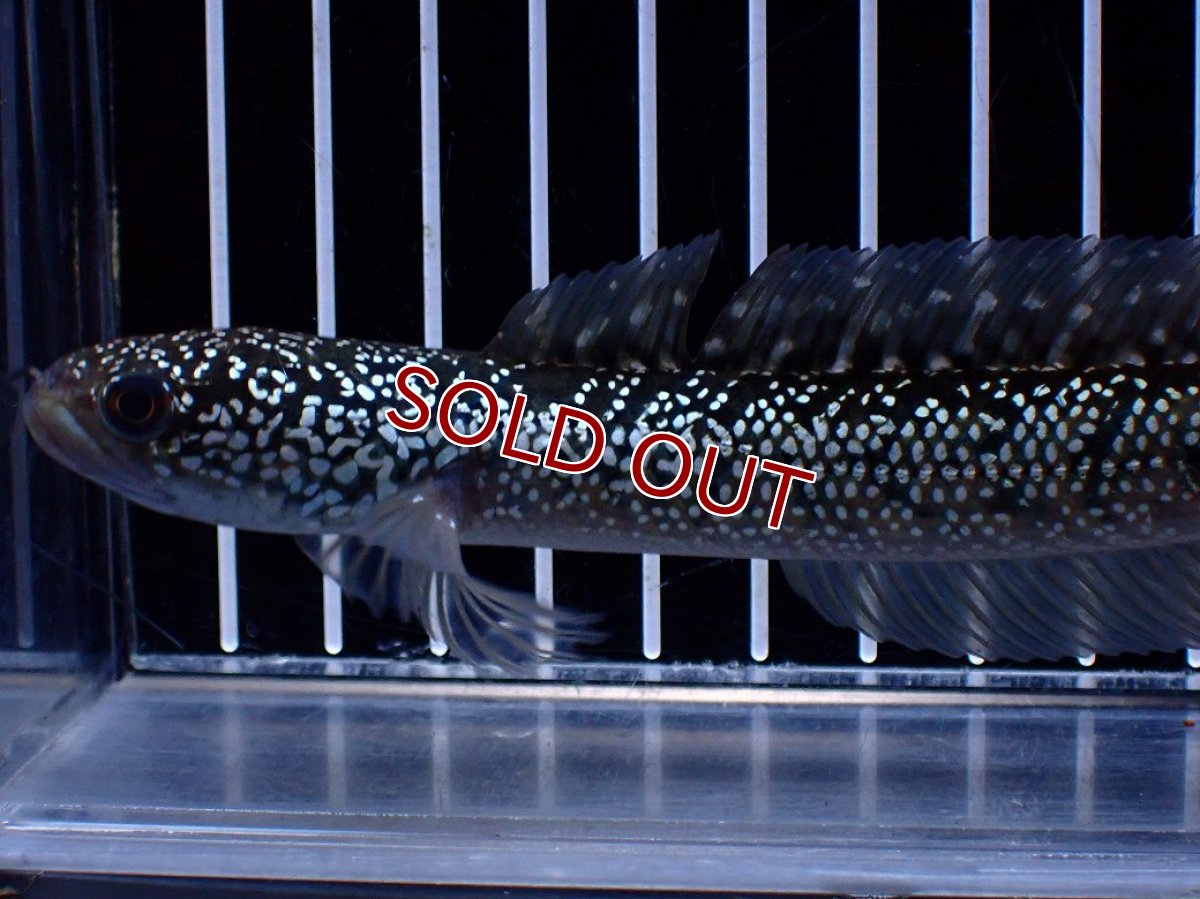 画像5: 【淡水魚】【通販】激レア No1 藍天目(Blue tenmoku)【個体販売】(±15cm)(大型魚・スネークヘッド)(生体)(熱帯魚)NKO (5)