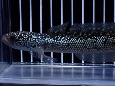 画像5: 【淡水魚】【通販】激レア No1 藍天目(Blue tenmoku)【個体販売】(±15cm)(大型魚・スネークヘッド)(生体)(熱帯魚)NKO (5)