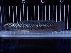 画像1: 【淡水魚】【通販】激レア No2 藍天目(Blue tenmoku)【個体販売】(±15cm)(大型魚・スネークヘッド)(生体)(熱帯魚)NKO (1)