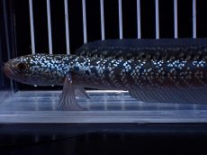 画像2: 【淡水魚】【通販】激レア No2 藍天目(Blue tenmoku)【個体販売】(±15cm)(大型魚・スネークヘッド)(生体)(熱帯魚)NKO (2)