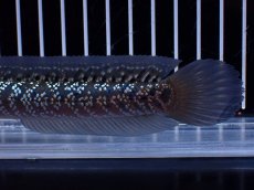 画像3: 【淡水魚】【通販】激レア No2 藍天目(Blue tenmoku)【個体販売】(±15cm)(大型魚・スネークヘッド)(生体)(熱帯魚)NKO (3)