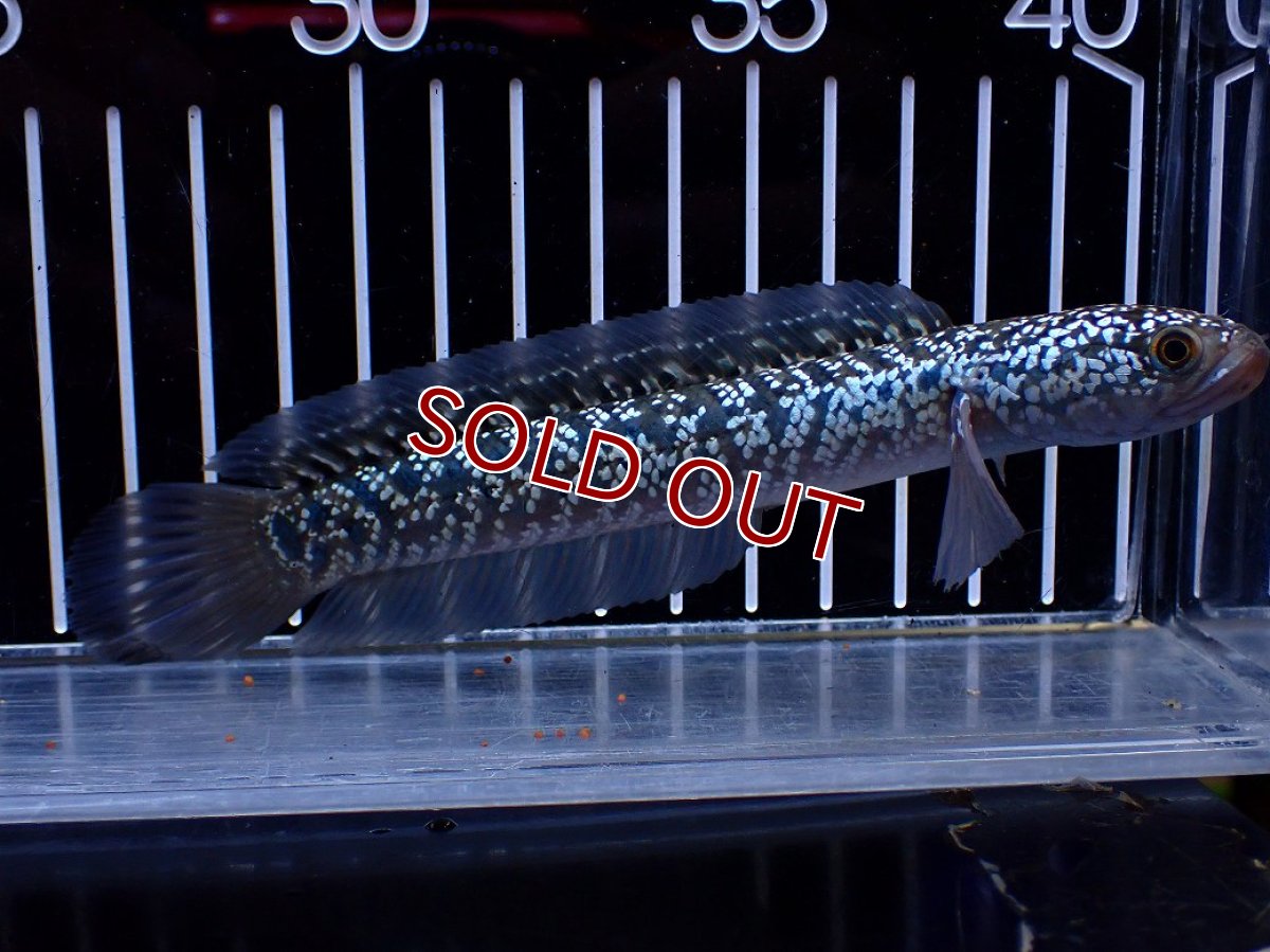 画像4: 【淡水魚】【通販】激レア No2 藍天目(Blue tenmoku)【個体販売】(±15cm)(大型魚・スネークヘッド)(生体)(熱帯魚)NKO (4)