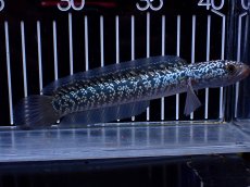 画像4: 【淡水魚】【通販】激レア No2 藍天目(Blue tenmoku)【個体販売】(±15cm)(大型魚・スネークヘッド)(生体)(熱帯魚)NKO (4)