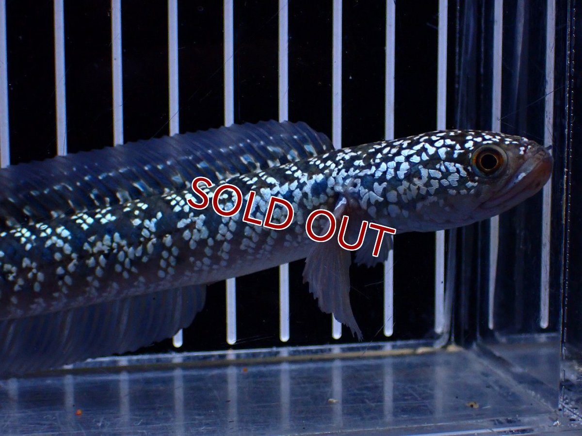 画像5: 【淡水魚】【通販】激レア No2 藍天目(Blue tenmoku)【個体販売】(±15cm)(大型魚・スネークヘッド)(生体)(熱帯魚)NKO (5)