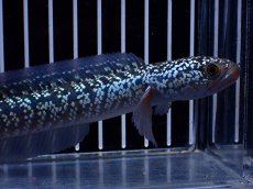 画像5: 【淡水魚】【通販】激レア No2 藍天目(Blue tenmoku)【個体販売】(±15cm)(大型魚・スネークヘッド)(生体)(熱帯魚)NKO (5)