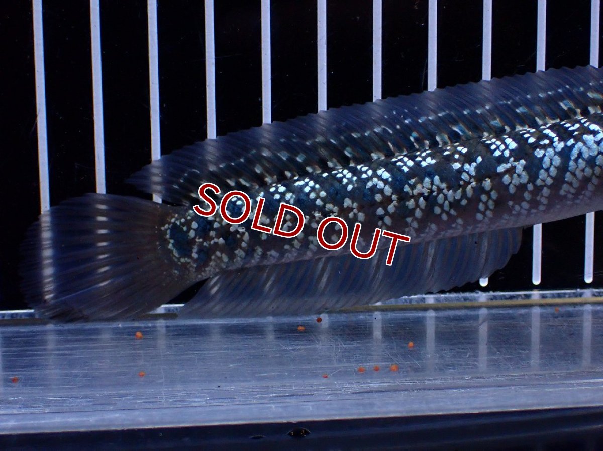 画像6: 【淡水魚】【通販】激レア No2 藍天目(Blue tenmoku)【個体販売】(±15cm)(大型魚・スネークヘッド)(生体)(熱帯魚)NKO (6)