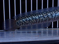 画像6: 【淡水魚】【通販】激レア No2 藍天目(Blue tenmoku)【個体販売】(±15cm)(大型魚・スネークヘッド)(生体)(熱帯魚)NKO (6)