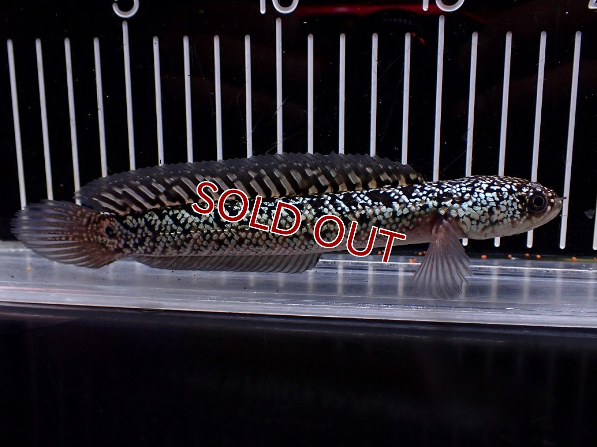 画像1: 【淡水魚】【通販】激レア 火山雷龍(Fire mountain)【個体販売】(±16cm)(大型魚・スネークヘッド)(生体)(熱帯魚)NKO (1)