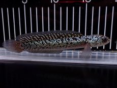 画像1: 【淡水魚】【通販】激レア 火山雷龍(Fire mountain)【個体販売】(±16cm)(大型魚・スネークヘッド)(生体)(熱帯魚)NKO (1)