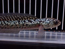 画像2: 【淡水魚】【通販】激レア 火山雷龍(Fire mountain)【個体販売】(±16cm)(大型魚・スネークヘッド)(生体)(熱帯魚)NKO (2)