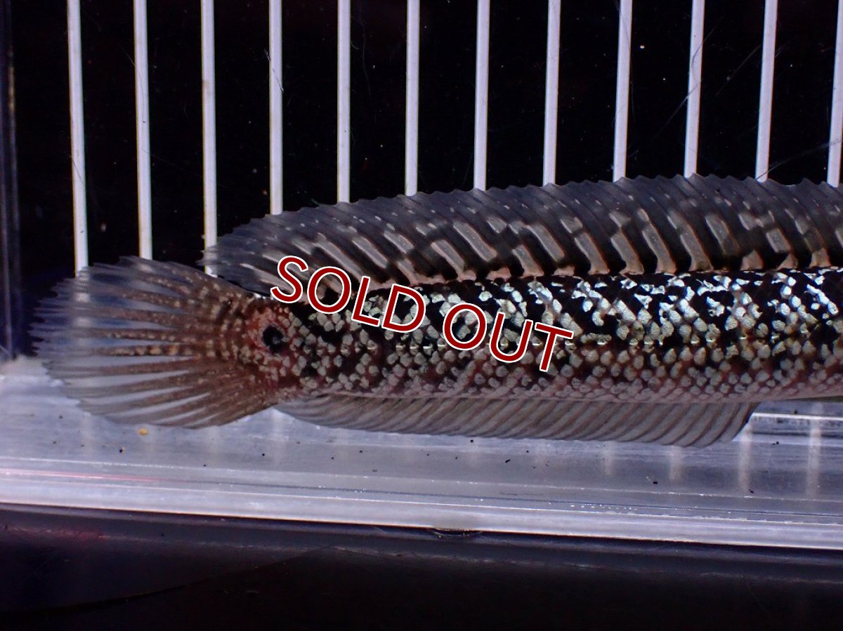 画像3: 【淡水魚】【通販】激レア 火山雷龍(Fire mountain)【個体販売】(±16cm)(大型魚・スネークヘッド)(生体)(熱帯魚)NKO (3)