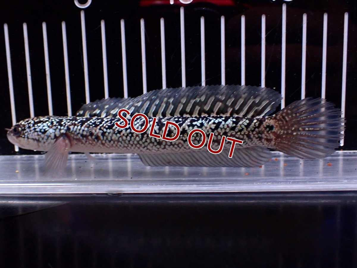 画像4: 【淡水魚】【通販】激レア 火山雷龍(Fire mountain)【個体販売】(±16cm)(大型魚・スネークヘッド)(生体)(熱帯魚)NKO (4)