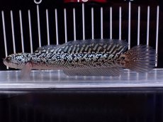 画像4: 【淡水魚】【通販】激レア 火山雷龍(Fire mountain)【個体販売】(±16cm)(大型魚・スネークヘッド)(生体)(熱帯魚)NKO (4)