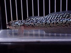 画像5: 【淡水魚】【通販】激レア 火山雷龍(Fire mountain)【個体販売】(±16cm)(大型魚・スネークヘッド)(生体)(熱帯魚)NKO (5)