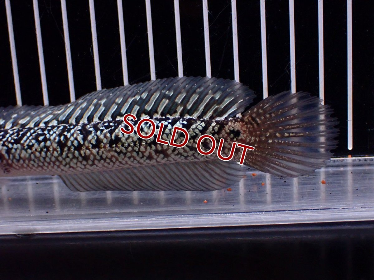 画像6: 【淡水魚】【通販】激レア 火山雷龍(Fire mountain)【個体販売】(±16cm)(大型魚・スネークヘッド)(生体)(熱帯魚)NKO (6)