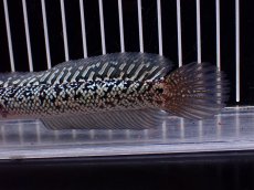 画像6: 【淡水魚】【通販】激レア 火山雷龍(Fire mountain)【個体販売】(±16cm)(大型魚・スネークヘッド)(生体)(熱帯魚)NKO (6)