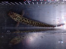 画像7: 【淡水魚】【通販】激レア 火山雷龍(Fire mountain)【個体販売】(±16cm)(大型魚・スネークヘッド)(生体)(熱帯魚)NKO (7)