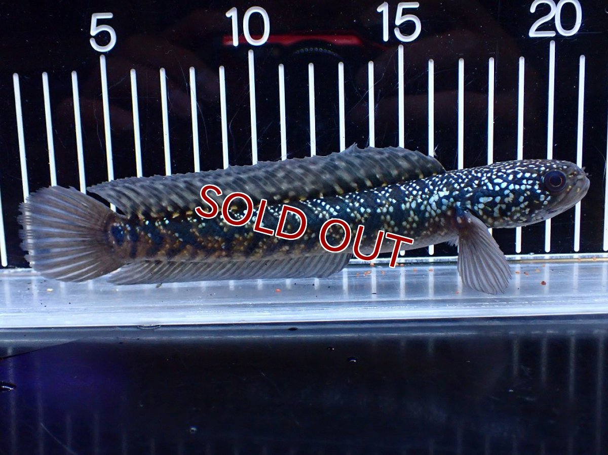画像1: 【淡水魚】【通販】激レアNo1 吉丁雷龍(Jewel)【個体販売】(±18cm)(大型魚・スネークヘッド)(生体)(熱帯魚)NKO (1)