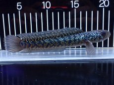 画像1: 【淡水魚】【通販】激レアNo1 吉丁雷龍(Jewel)【個体販売】(±18cm)(大型魚・スネークヘッド)(生体)(熱帯魚)NKO (1)