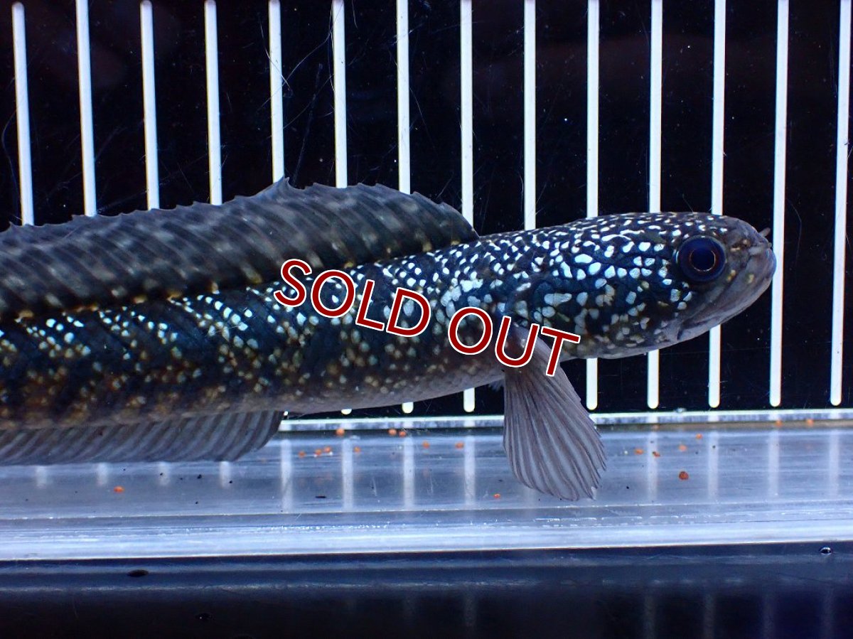 画像2: 【淡水魚】【通販】激レアNo1 吉丁雷龍(Jewel)【個体販売】(±18cm)(大型魚・スネークヘッド)(生体)(熱帯魚)NKO (2)