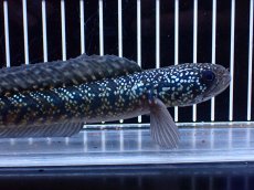 画像2: 【淡水魚】【通販】激レアNo1 吉丁雷龍(Jewel)【個体販売】(±18cm)(大型魚・スネークヘッド)(生体)(熱帯魚)NKO (2)