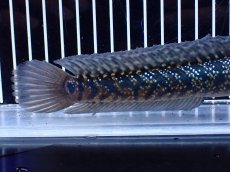 画像3: 【淡水魚】【通販】激レアNo1 吉丁雷龍(Jewel)【個体販売】(±18cm)(大型魚・スネークヘッド)(生体)(熱帯魚)NKO (3)