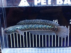 画像4: 【淡水魚】【通販】激レアNo1 吉丁雷龍(Jewel)【個体販売】(±18cm)(大型魚・スネークヘッド)(生体)(熱帯魚)NKO (4)
