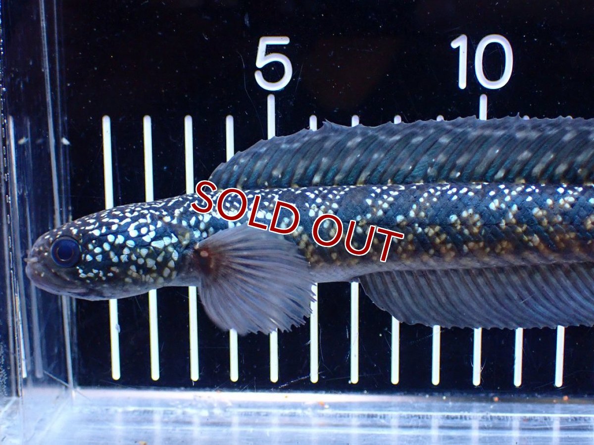 画像5: 【淡水魚】【通販】激レアNo1 吉丁雷龍(Jewel)【個体販売】(±18cm)(大型魚・スネークヘッド)(生体)(熱帯魚)NKO (5)
