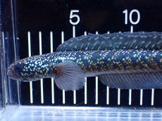 画像5: 【淡水魚】【通販】激レアNo1 吉丁雷龍(Jewel)【個体販売】(±18cm)(大型魚・スネークヘッド)(生体)(熱帯魚)NKO (5)