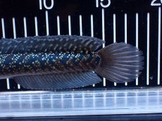 画像6: 【淡水魚】【通販】激レアNo1 吉丁雷龍(Jewel)【個体販売】(±18cm)(大型魚・スネークヘッド)(生体)(熱帯魚)NKO (6)
