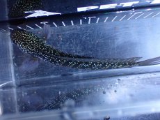 画像7: 【淡水魚】【通販】激レアNo1 吉丁雷龍(Jewel)【個体販売】(±18cm)(大型魚・スネークヘッド)(生体)(熱帯魚)NKO (7)