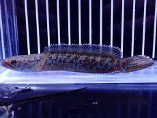 画像1: 【淡水魚】【通販】青強い No1 チャンナ インセイン【個体販売】(±11cm)(大型魚・スネークヘッド)(生体)(熱帯魚)NKO (1)