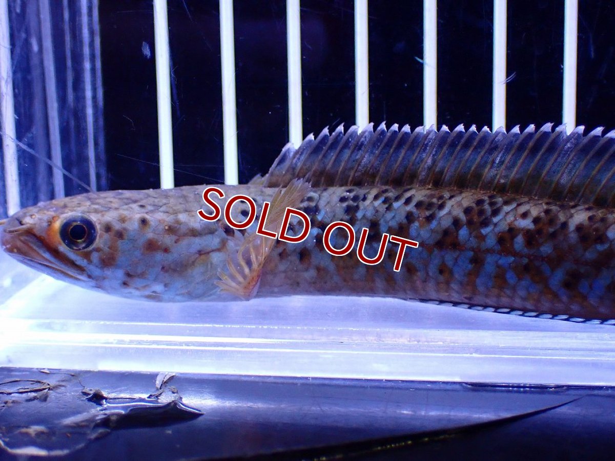 画像2: 【淡水魚】【通販】青強い No1 チャンナ インセイン【個体販売】(±11cm)(大型魚・スネークヘッド)(生体)(熱帯魚)NKO (2)