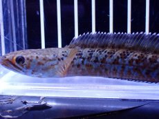 画像2: 【淡水魚】【通販】青強い No1 チャンナ インセイン【個体販売】(±11cm)(大型魚・スネークヘッド)(生体)(熱帯魚)NKO (2)
