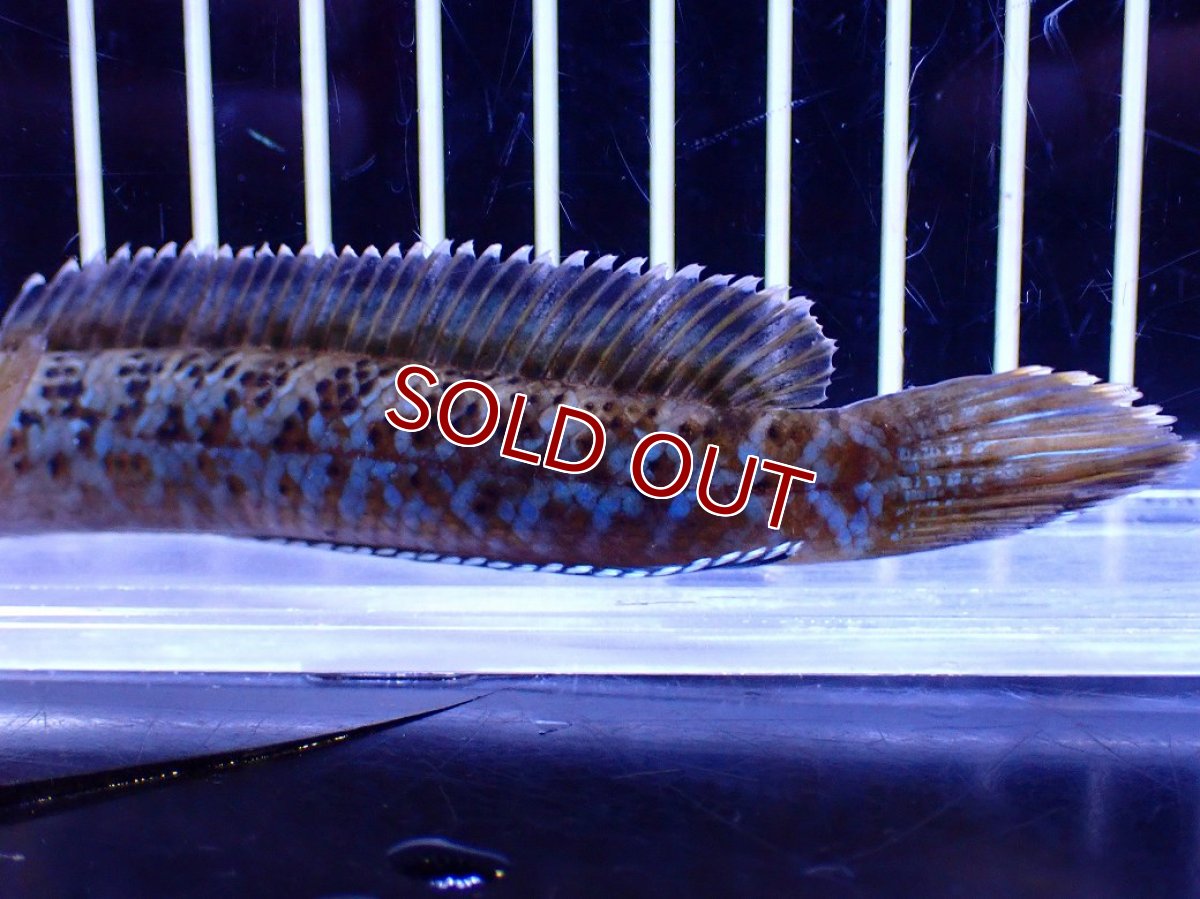 画像3: 【淡水魚】【通販】青強い No1 チャンナ インセイン【個体販売】(±11cm)(大型魚・スネークヘッド)(生体)(熱帯魚)NKO (3)