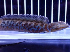 画像3: 【淡水魚】【通販】青強い No1 チャンナ インセイン【個体販売】(±11cm)(大型魚・スネークヘッド)(生体)(熱帯魚)NKO (3)