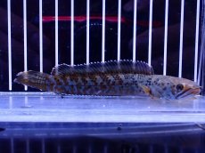 画像4: 【淡水魚】【通販】青強い No1 チャンナ インセイン【個体販売】(±11cm)(大型魚・スネークヘッド)(生体)(熱帯魚)NKO (4)