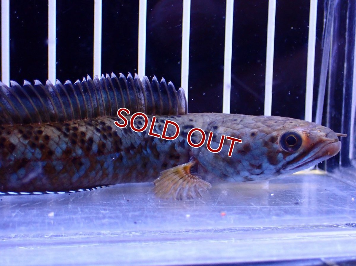 画像5: 【淡水魚】【通販】青強い No1 チャンナ インセイン【個体販売】(±11cm)(大型魚・スネークヘッド)(生体)(熱帯魚)NKO (5)